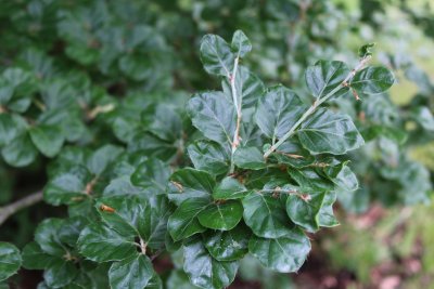 Fagus sylvatica 'Rotundifolia' - buk lesní - listy